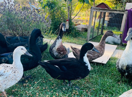 3x ducks seeking a loving new home