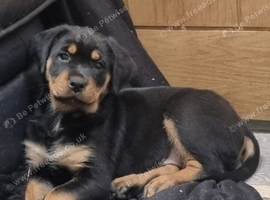 1 MALE 1 FEMALE ROTTWEILER PUPPIES AVAILABLE