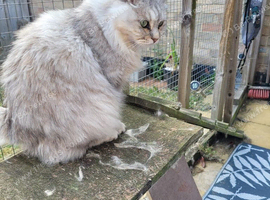 Lovely 5yo girl needs to be sole pet