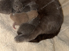 7 British short hair kittens lilacs and blues