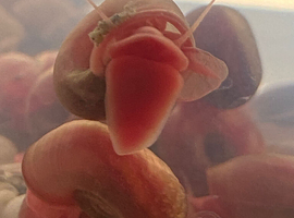 15 Ramshorn snails pink for &pound;2