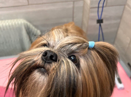 Kc Reg Lhasa Apso Stud