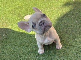 French bulldog puppies