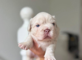 KC RARE FLUFFY FRENCHIE PUPS!!