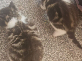 2 male tabby & white kittens