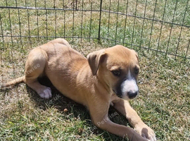 Female dog for sale