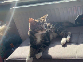 Boy bengal x tabby