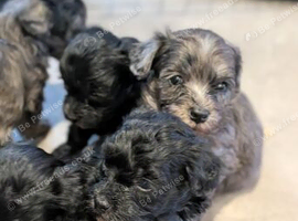 Maltese x Toy Poodle