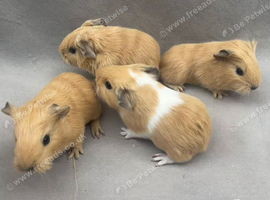 4 beautiful babies