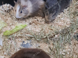 4 male guinea pigs