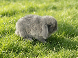 Mini lops ready to reserve