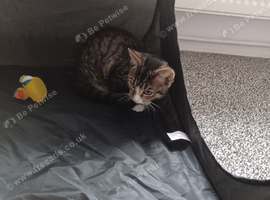 Tabby female