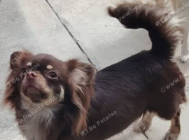 Chihuahua female 2 yr old