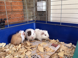 Guinea pigs looking for new
