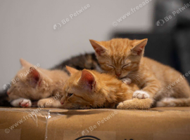 Ginger Kitten (4 Months old)