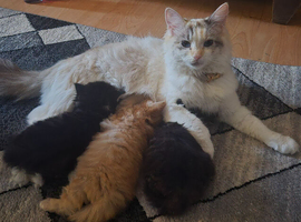 Ragdoll x kittens