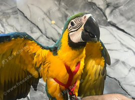 Stunning Baby HandReared Super Tame Cuddly Blue & gold Macaw Parrot, 30