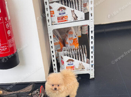Stunning Pomeranian Pups (teddy bear)