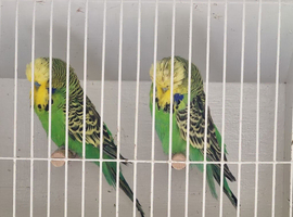 Exhibition Budgerigars x 10