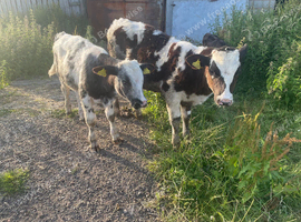 Blue and Angus weaned calves