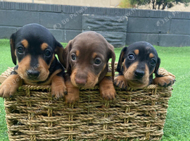 Beautiful mini Dachshund girls