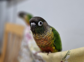 Semi tame conure with large cage and accessories