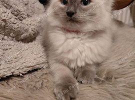 Beautiful Ragdolls