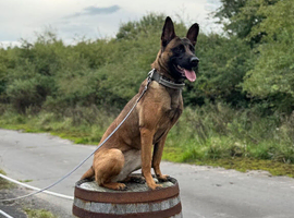 Belgian Malinois