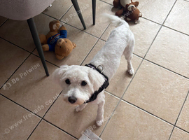 Maltichon for sale