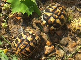Baby Hermann's tortoises for sale