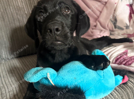 Labrador x Rottweiler