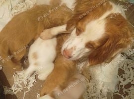 Health Tested KC Registered Cocker Spaniel Puppies