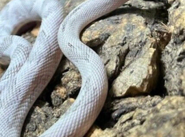 Blonde Axanthic Trans Pecos Rat Snake at Birmingham Reptiles