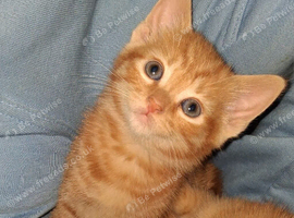 Main coon cross