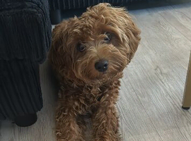 Kobe &ndash; 7 Month Old Cavapoo Looking for His Forever Home