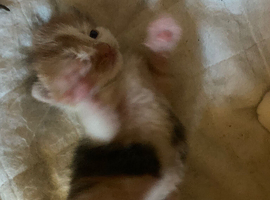 3 gorgeous kittens