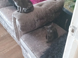 Russian blue x main coon kittens