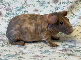 Skinny pig and Baldwin Guinepigs available