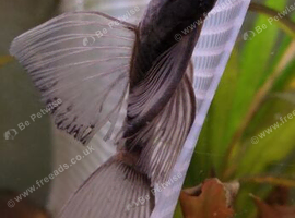 Breeding Pair Green Dragon long fin plecos