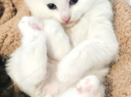 Turkish angora kittens