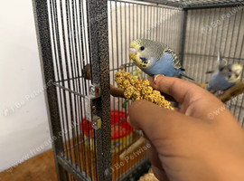Tame Baby Budgies