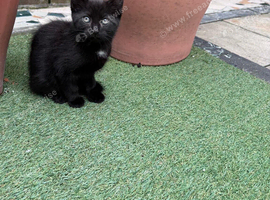 Beautiful kittens