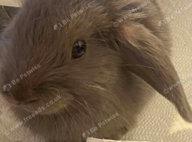 Baby mini lop 12 weeks old female
