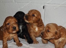 SHOW TYPE cocker puppies