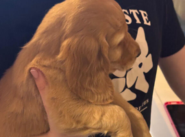 Golden Retreiver X Show cocker spaniel  puppies