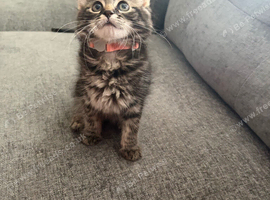 Ragdoll x tabby