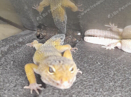 4 leopard geckos