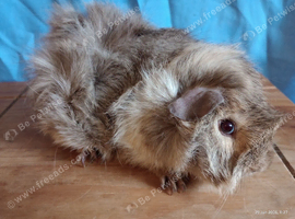 3 months baby boar