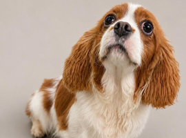 Older Blenheim Cavalier