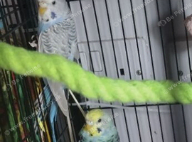 Budgies